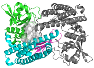 An article about protein CcbD published in Nature Catalysis and related press